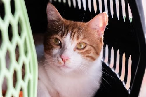 Een rood-witte kat zit in een geopende reismand