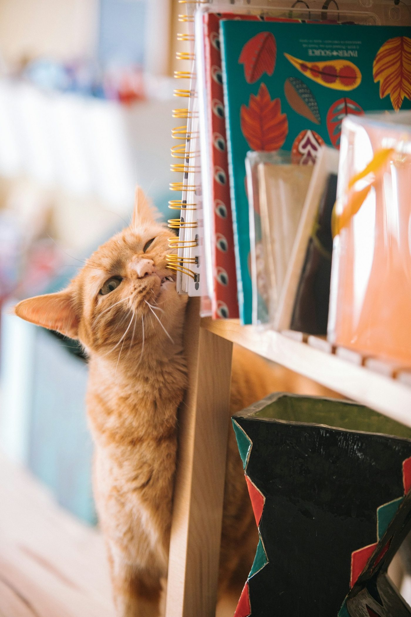 Een rode kat wrijft met zijn kop tegen een boekenrek